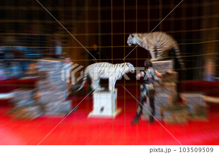 Abstract blurred image of circus performance. Man and woman with trained white tigers in defocus 103509509