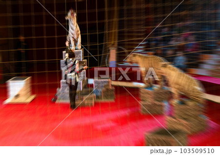 Abstract blurred image of circus performance. Woman and trained white tigers in defocus 103509510