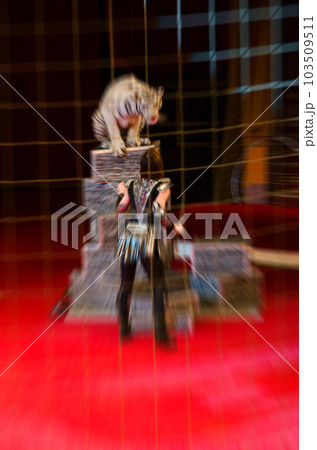 Abstract blurred image of circus performance. Woman and trained white tiger in defocus 103509511