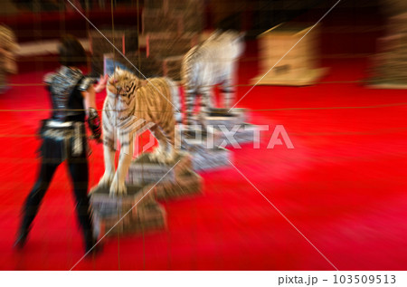 Abstract blurred image of circus performance. Woman and trained white tigers in defocus 103509513