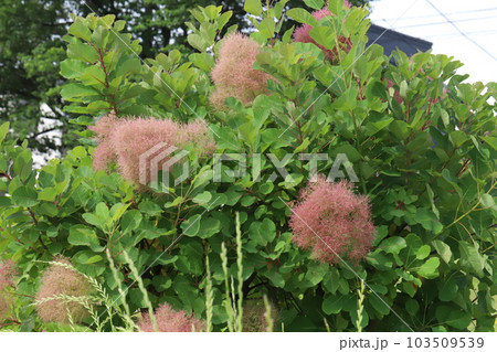 初夏の公園に咲くスモークツリー（煙の木）の花 103509539