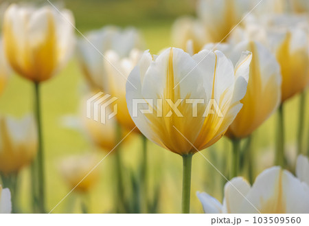 可愛らしい黄色いチューリップ 103509560