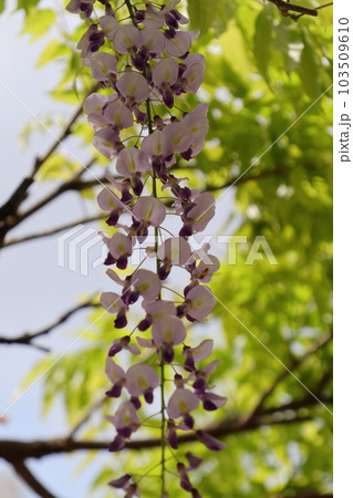 一房の藤の花 103509610