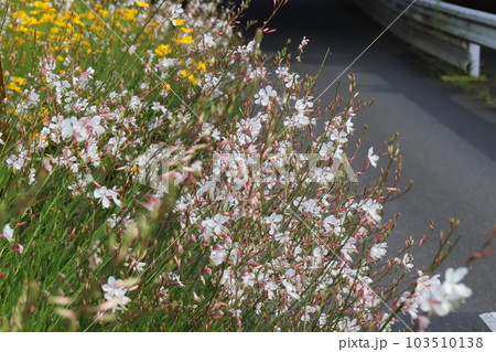 春の公園に咲く白いガウラ（白蝶草）の花 103510138