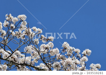 奈良県宇陀市 又兵衛桜 奈良県宇陀市 又兵衛桜 103510281
