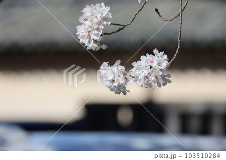 奈良県宇陀市 又兵衛桜 奈良県宇陀市 又兵衛桜 103510284