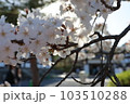 奈良県宇陀市　又兵衛桜 103510288