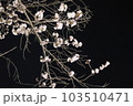 綺麗な夜桜 103510471