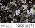 綺麗な夜桜 103510473
