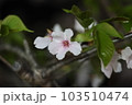 綺麗な夜桜 103510474