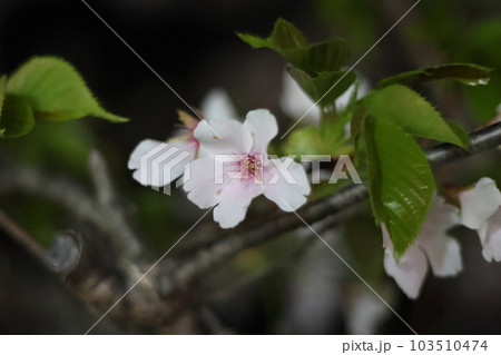 綺麗な夜桜 103510474