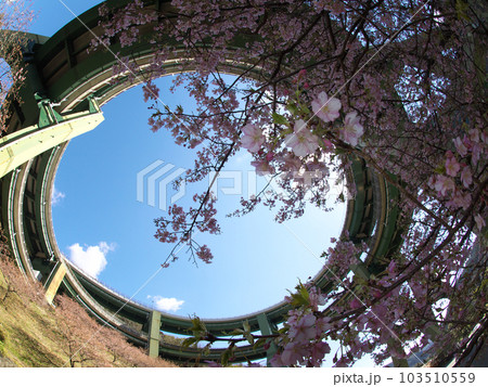 河津桜とループ橋と青空 河津桜とループ橋と青空 103510559