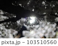 綺麗な夜桜 103510560