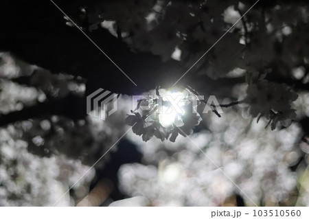 綺麗な夜桜 103510560