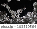 綺麗な夜桜 103510564
