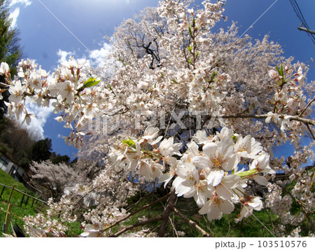 綺麗に咲いたしだれ桜の写真 103510576