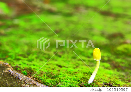 黄色いキノコ 103510597