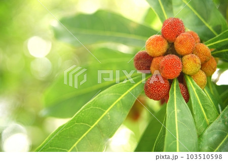 山モモの赤い実 103510598