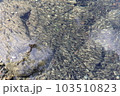 日本の田舎の懐かしい風景　小魚 103510823