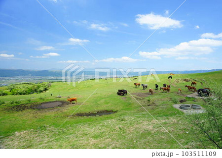 放牧風景 草原のあか牛 阿蘇国立公園 草千里の風景 放牧風景 草原のあか牛 阿蘇国立公園 草千里の風景 103511109
