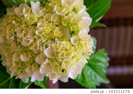 アジサイ 1256 アジサイ 1256 103511278