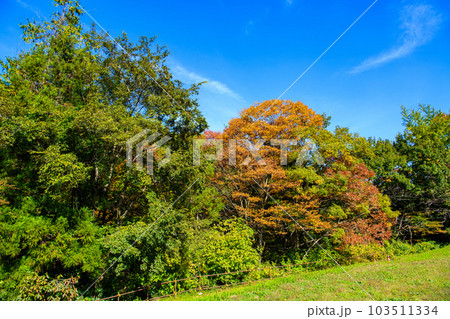 埼玉県　ときがわ町】三波渓谷 103511334