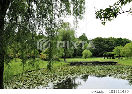 新緑とスイレン池の公園 気持ち良い季節 新緑とスイレン池の公園 気持ち良い季節 103511489