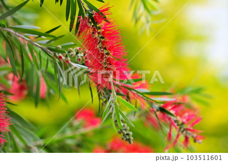 ブラシノキ 103511601