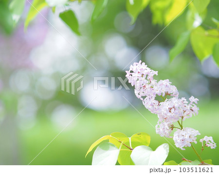 ふんわりかわいいライラックの花 ふんわりかわいいライラックの花 103511621