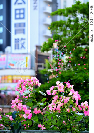 《愛知県》名古屋都市風景　春の納屋橋界隈 103512046