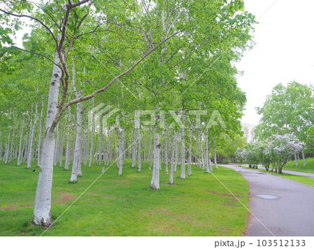 北海道の絶景 初夏の前田森林公園白樺並木 103512133