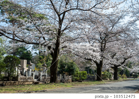 桜の季節の多磨霊園 桜の季節の多磨霊園 103512475