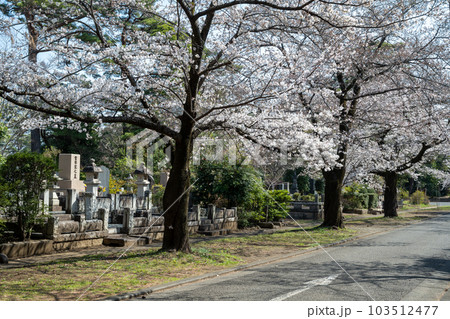 桜の季節の多磨霊園 103512477