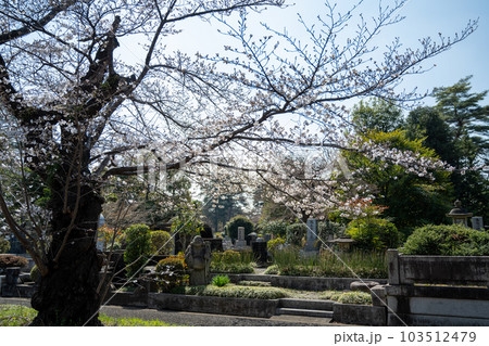 桜の季節の多磨霊園 103512479