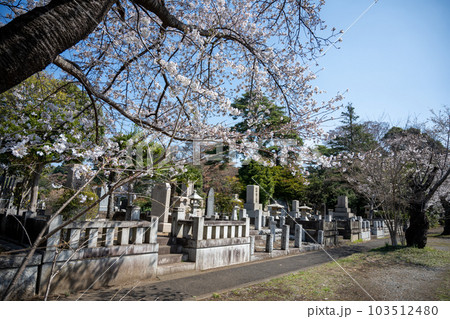 桜の季節の多磨霊園 桜の季節の多磨霊園 103512480