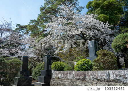 桜の季節の多磨霊園 103512481
