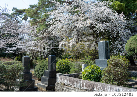 桜の季節の多磨霊園 103512483