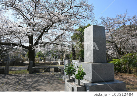 桜の季節の多磨霊園 桜の季節の多磨霊園 103512484