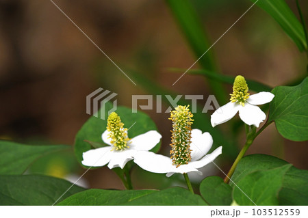ドクダミの白い花 ドクダミの白い花 103512559