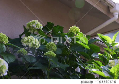 【アジサイ】公園での休憩場所に咲く花 103512616