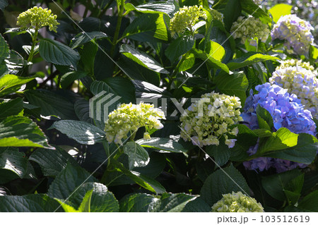 【アジサイ】公園での休憩場所に咲く花 【アジサイ】公園での休憩場所に咲く花 103512619