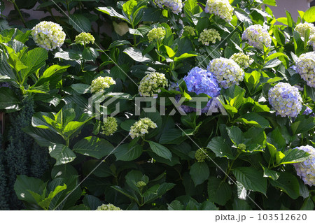 【アジサイ】公園での休憩場所に咲く花 【アジサイ】公園での休憩場所に咲く花 103512620