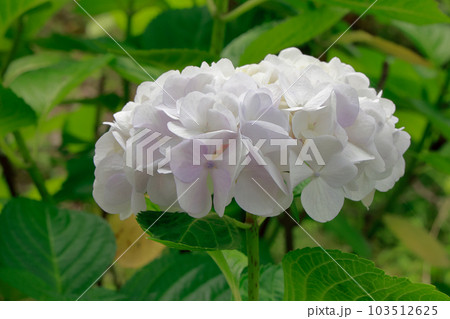 紫陽花 103512625