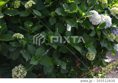 【アジサイ】公園での休憩場所に咲く花 103512630