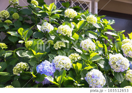 【アジサイ】公園での休憩場所に咲く花 【アジサイ】公園での休憩場所に咲く花 103512653