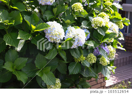 【アジサイ】公園での休憩場所に咲く花 【アジサイ】公園での休憩場所に咲く花 103512654