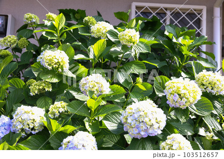【アジサイ】公園での休憩場所に咲く花 【アジサイ】公園での休憩場所に咲く花 103512657