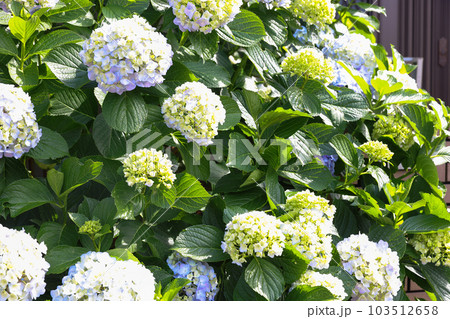 【アジサイ】公園での休憩場所に咲く花 【アジサイ】公園での休憩場所に咲く花 103512658