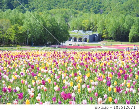 北海道のチューリップ畑 滝野すずらん丘陵公園 北海道のチューリップ畑 滝野すずらん丘陵公園 103512671