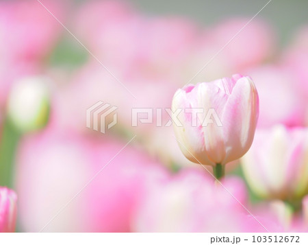 北海道のチューリップ畑 滝野すずらん丘陵公園 103512672